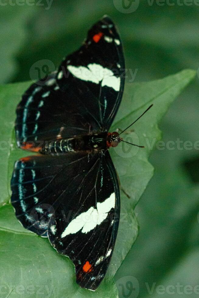 macro beautiful butterfly Papilio aegeus photo
