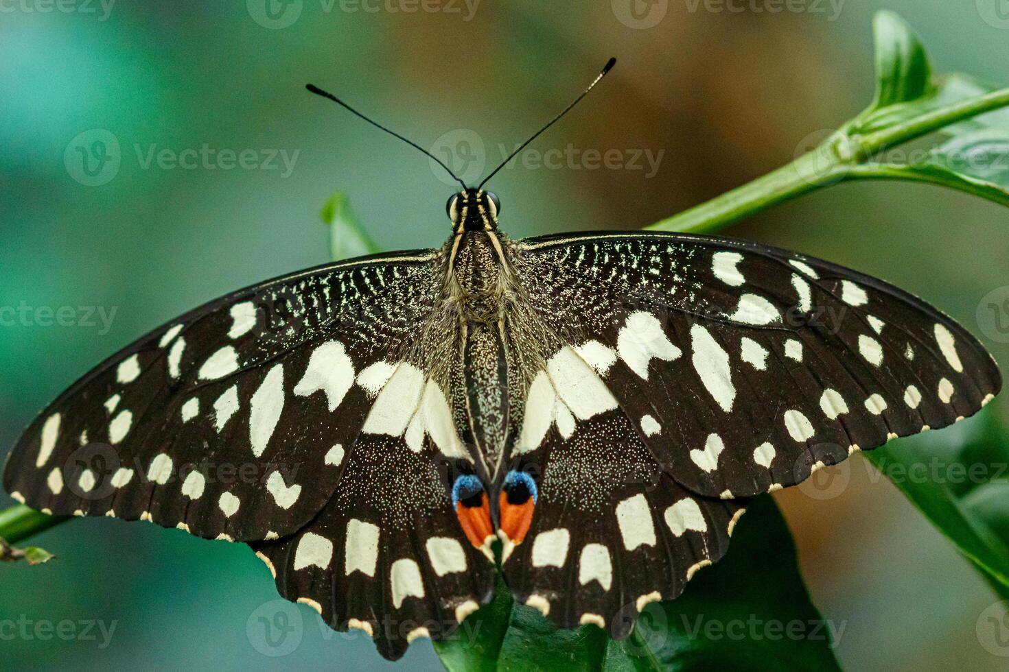 macro beautiful butterfly Papilio demoleus photo