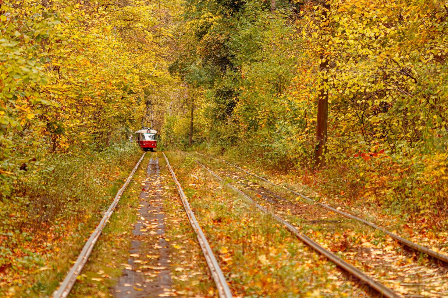 Autumn forest through which an old tram rides Ukraine photo