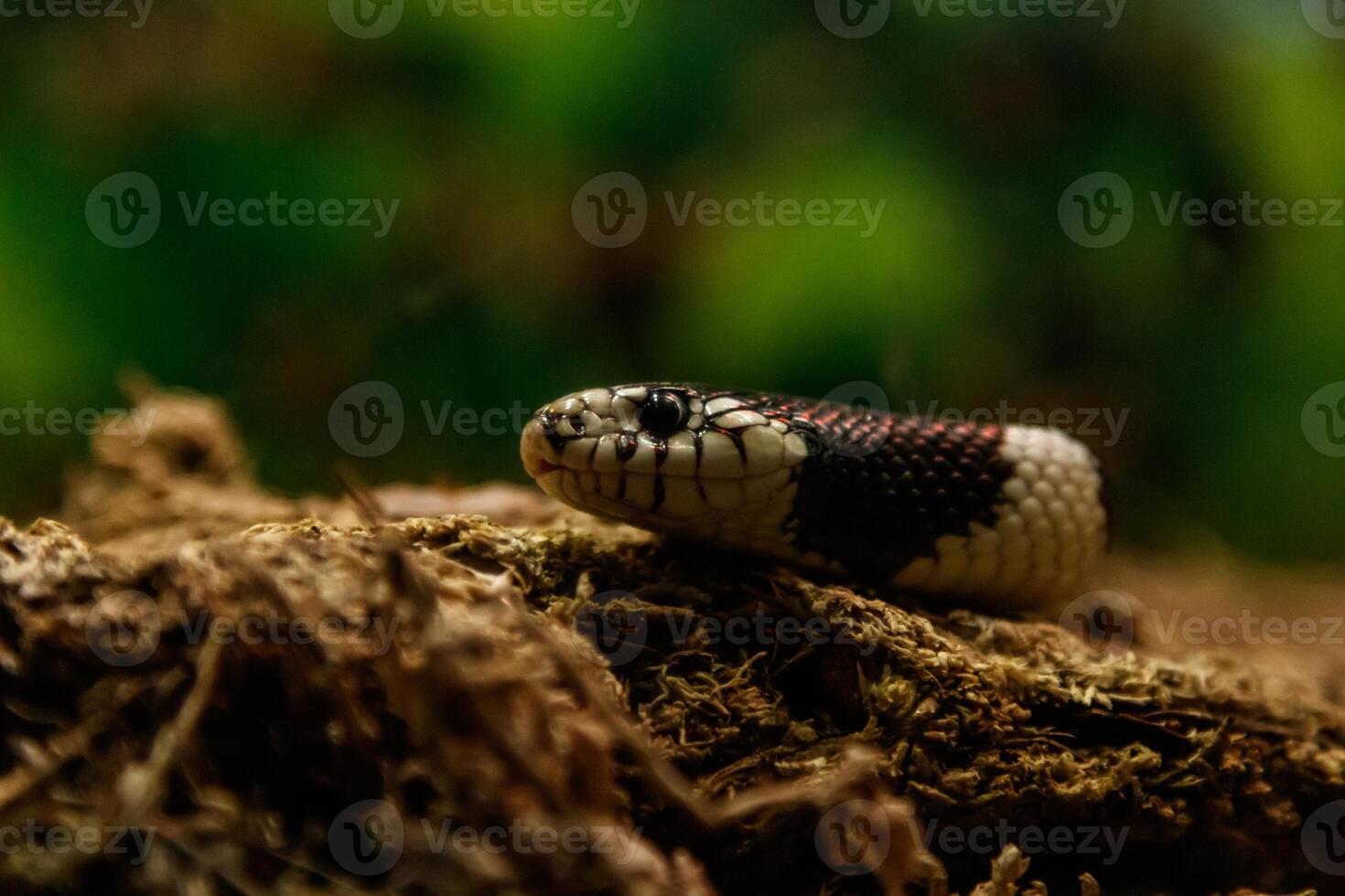 snake lampropeltis getula californiae 46906459 Stock Photo at Vecteezy