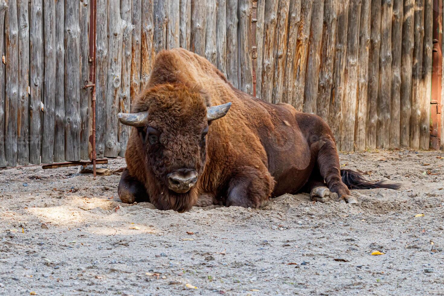 beautiful bison lies on the sand photo