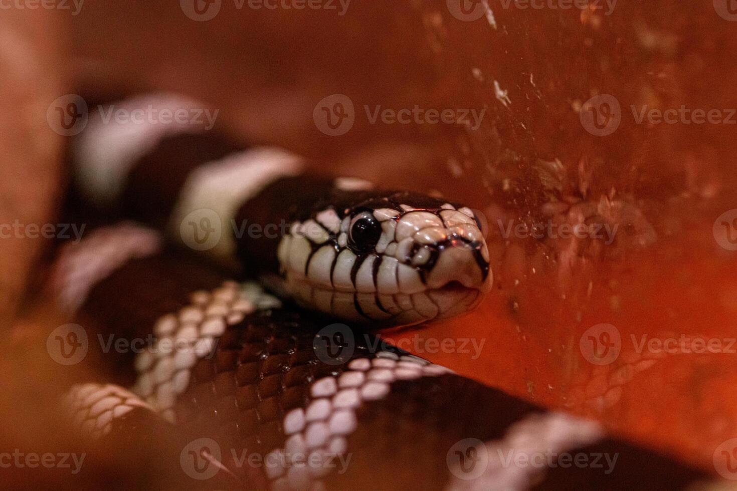 macro beautiful california kingsnake snake photo