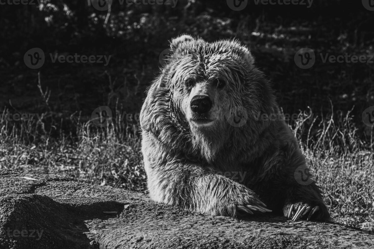 beautiful Tien Shan brown bear photo