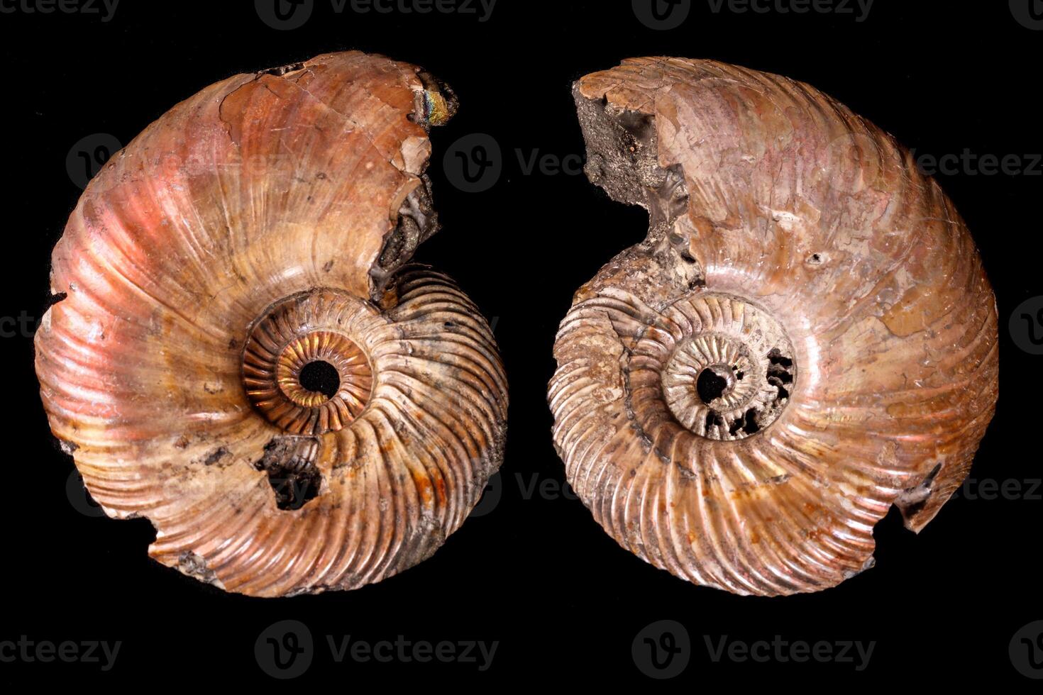 Macro mineral stone Ammonite shell on a black background photo