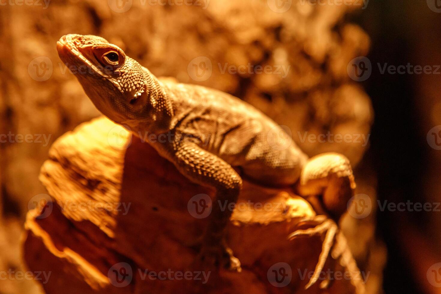 beautiful lizard Oplurus quadrimaculatus, Madagascar Swift on a branch photo