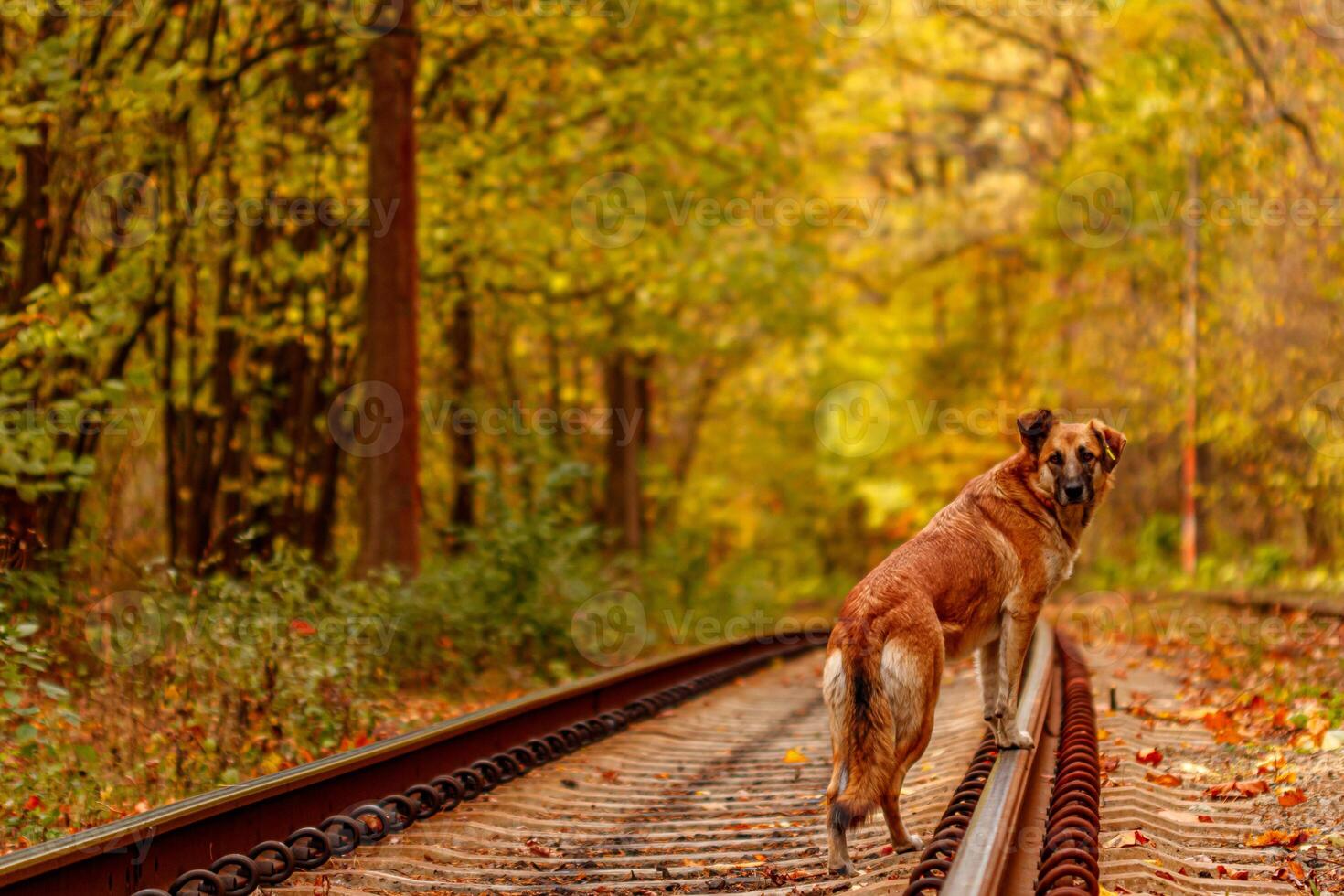 Autumn forest through which an old tram rides Ukraine and red dog photo