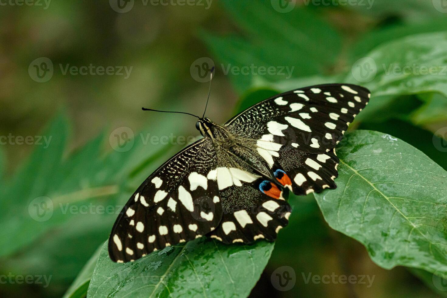 macro beautiful butterfly Papilio demoleus photo