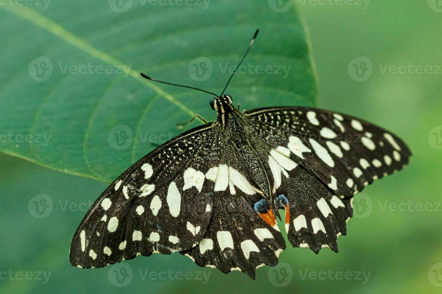 macro beautiful butterfly Papilio demoleus photo