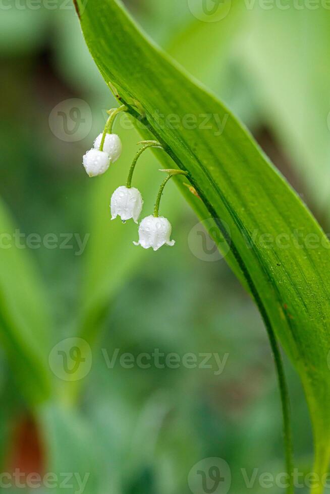 Beautiful spring blooming lilies of the valley with drops of flowers dew photo