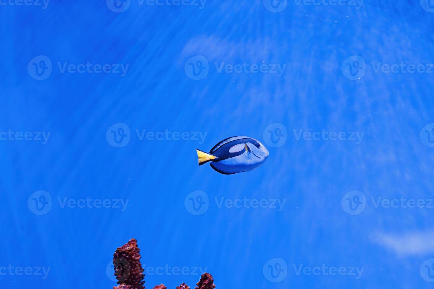 macro photography underwater paracanthurus hepatus photo