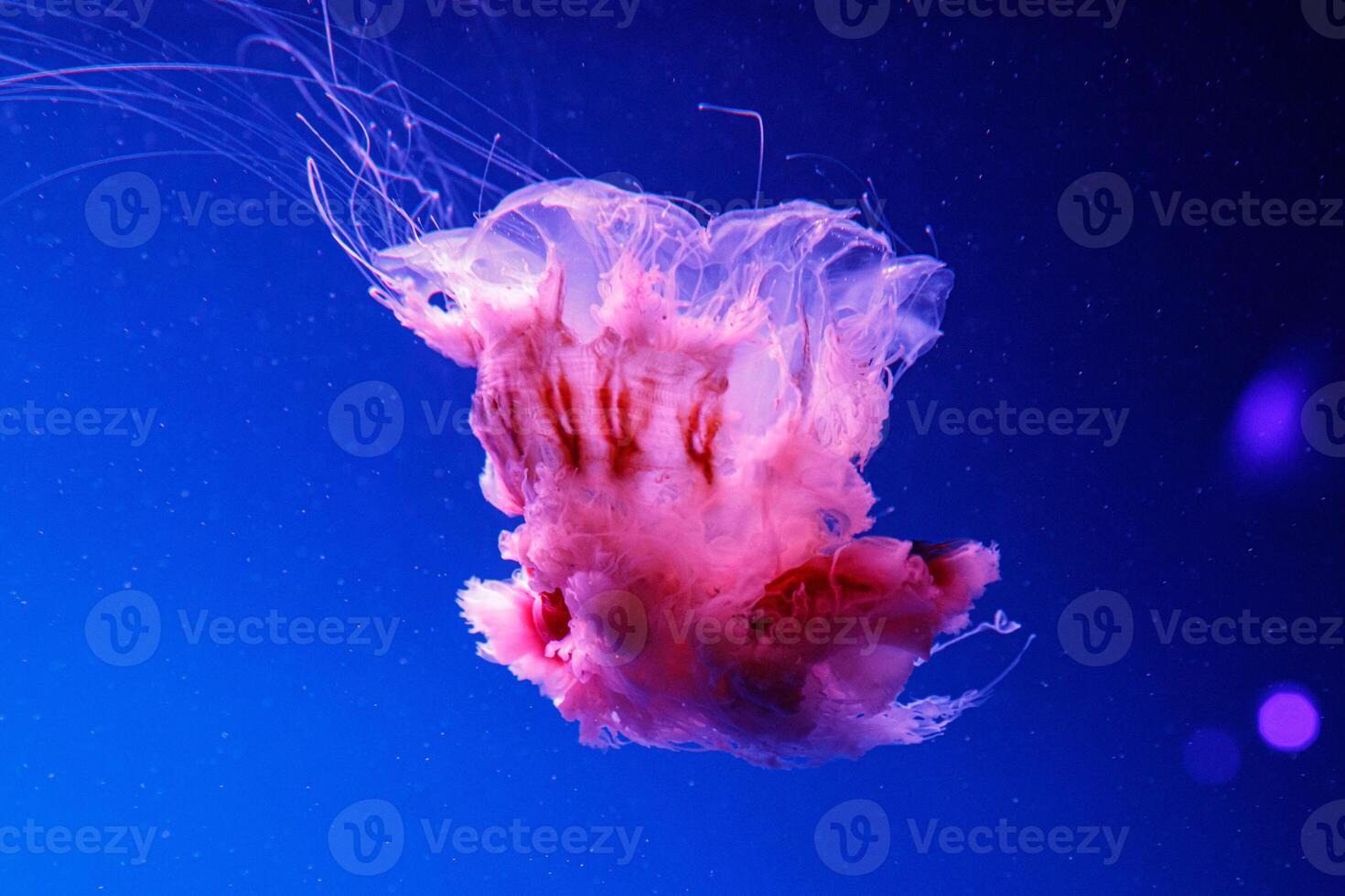macro of a beautiful jellyfish cyanea capillata photo