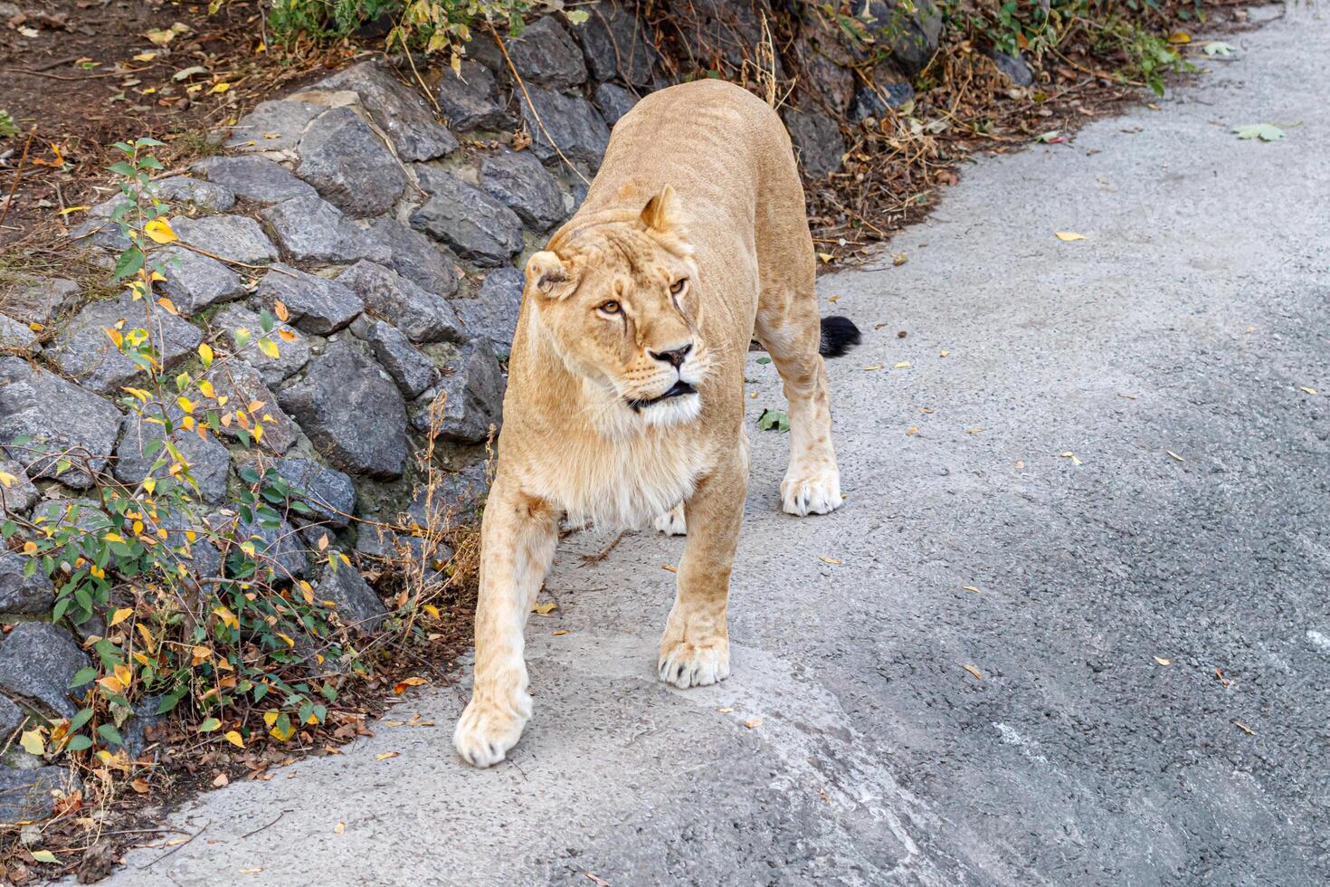 macro of a beautiful lioness in nature photo