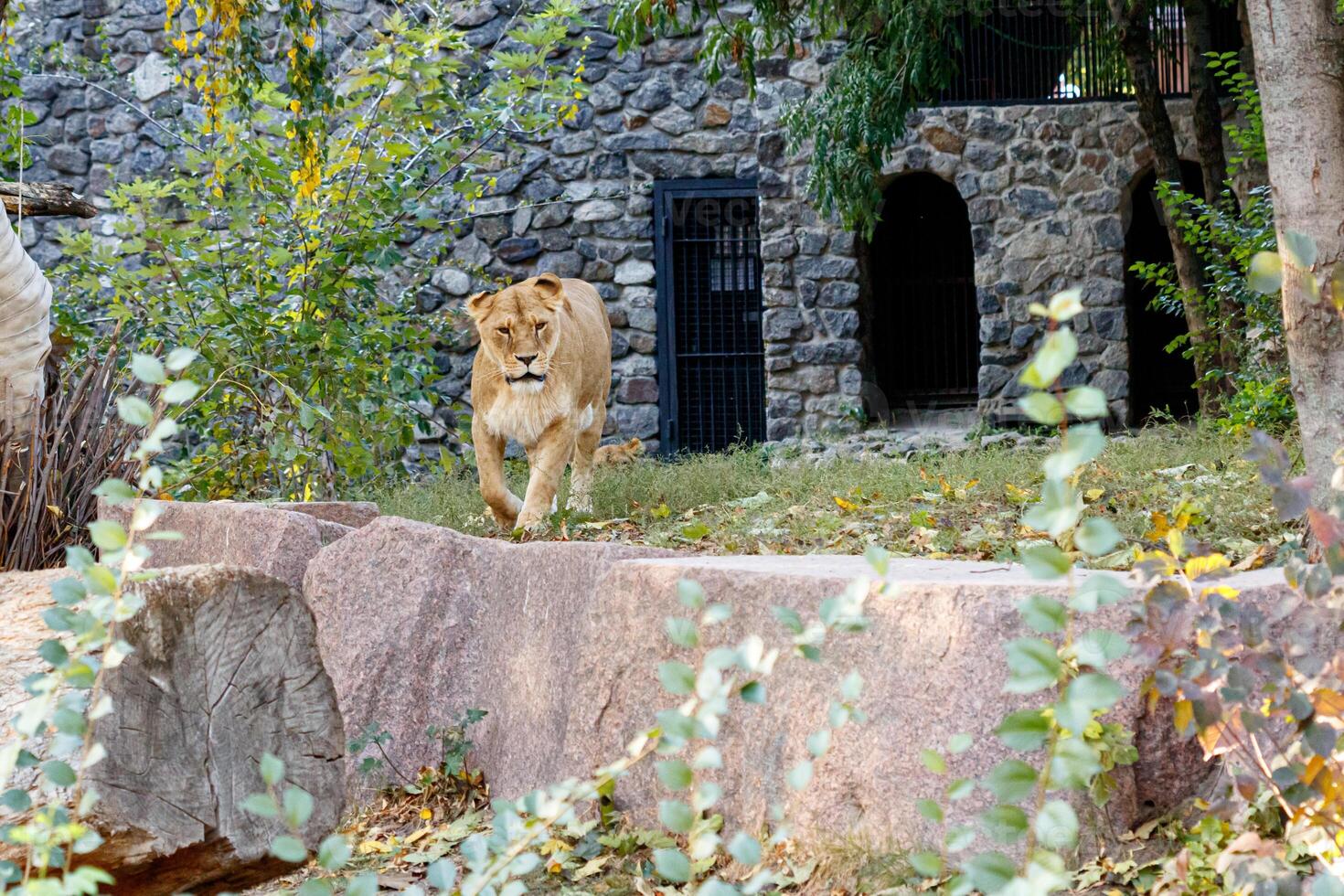 macro of a beautiful lioness in nature photo