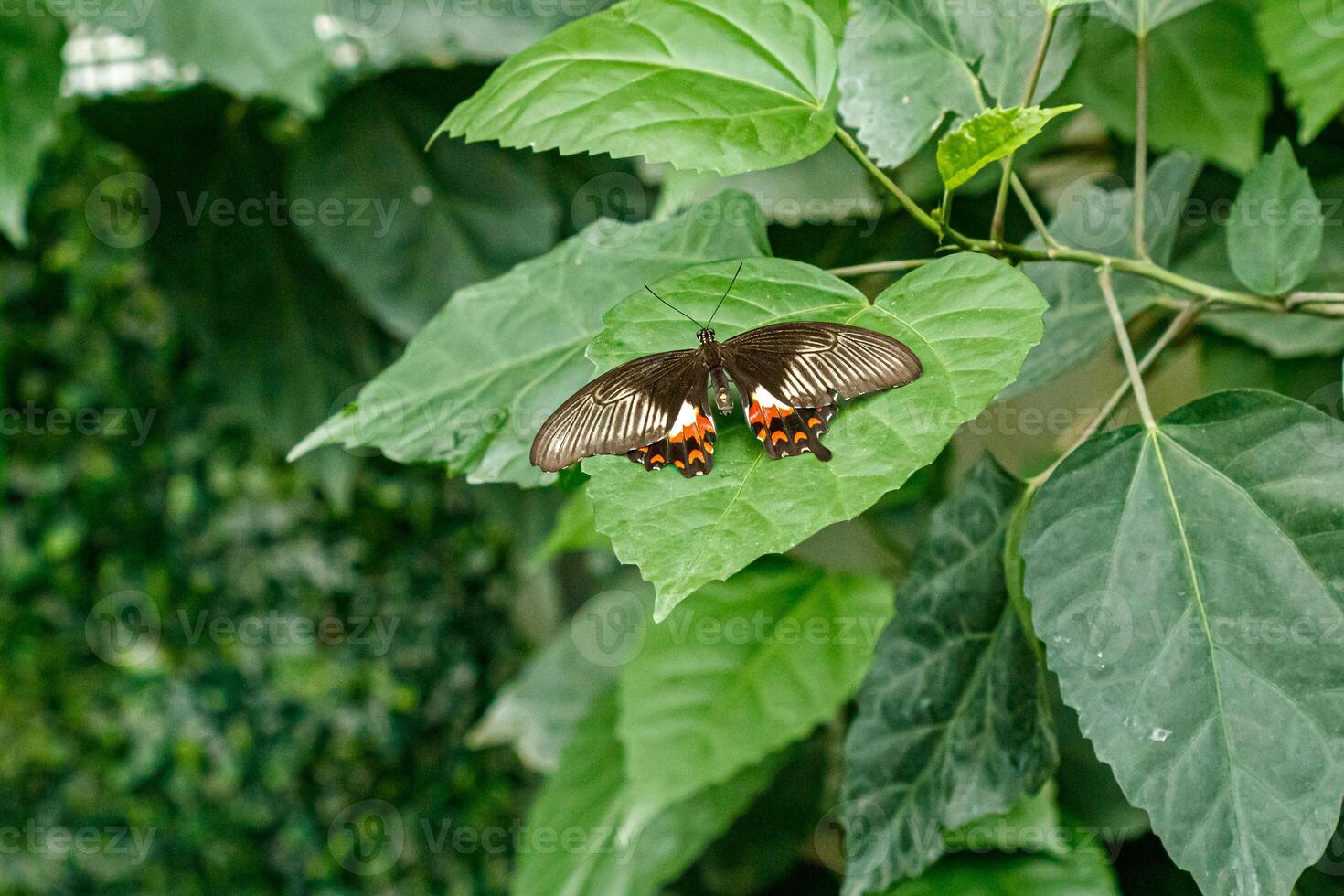 macro beautiful butterfly Papilio low photo