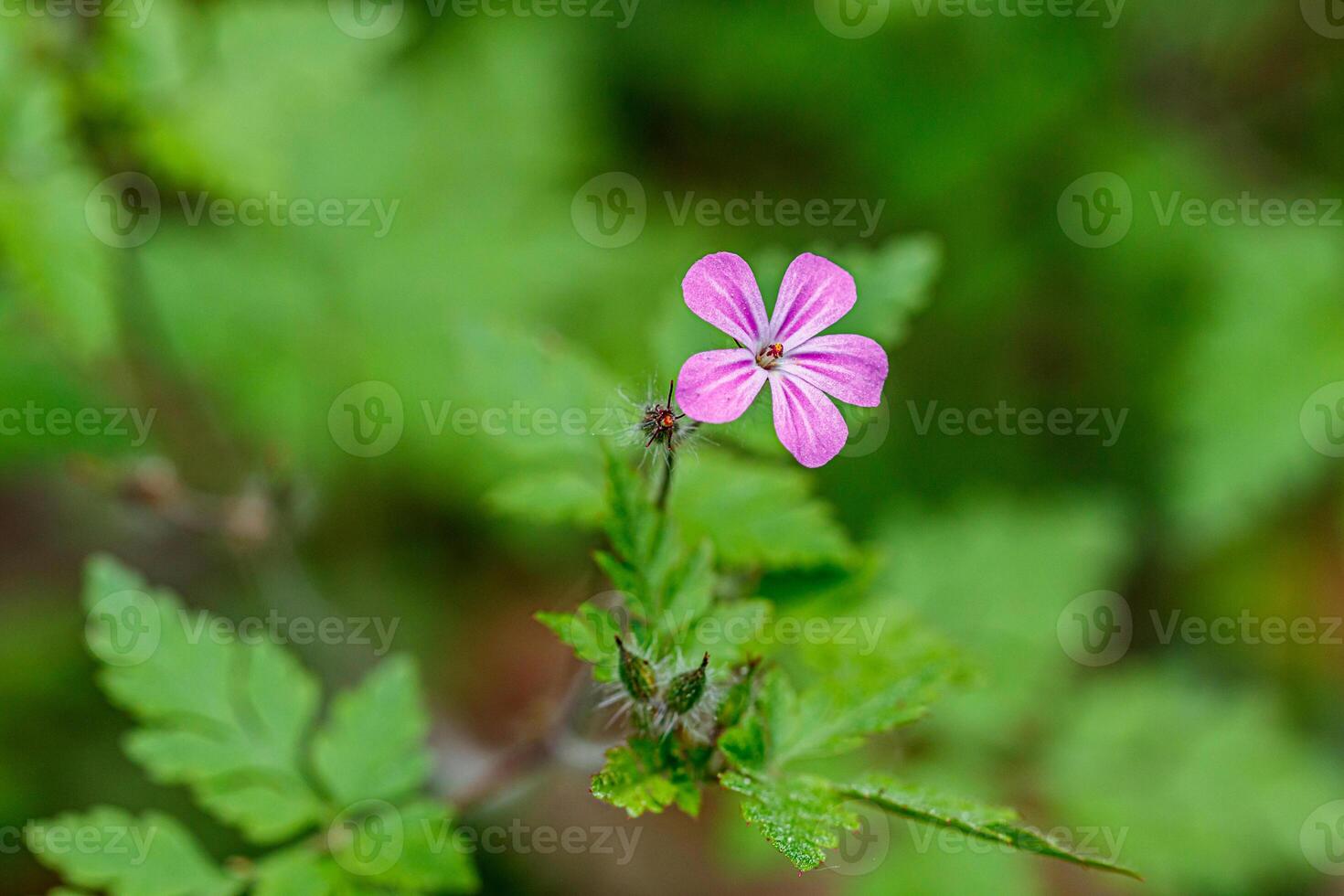 Beautiful spring flowering meadow of fresh flowers photo
