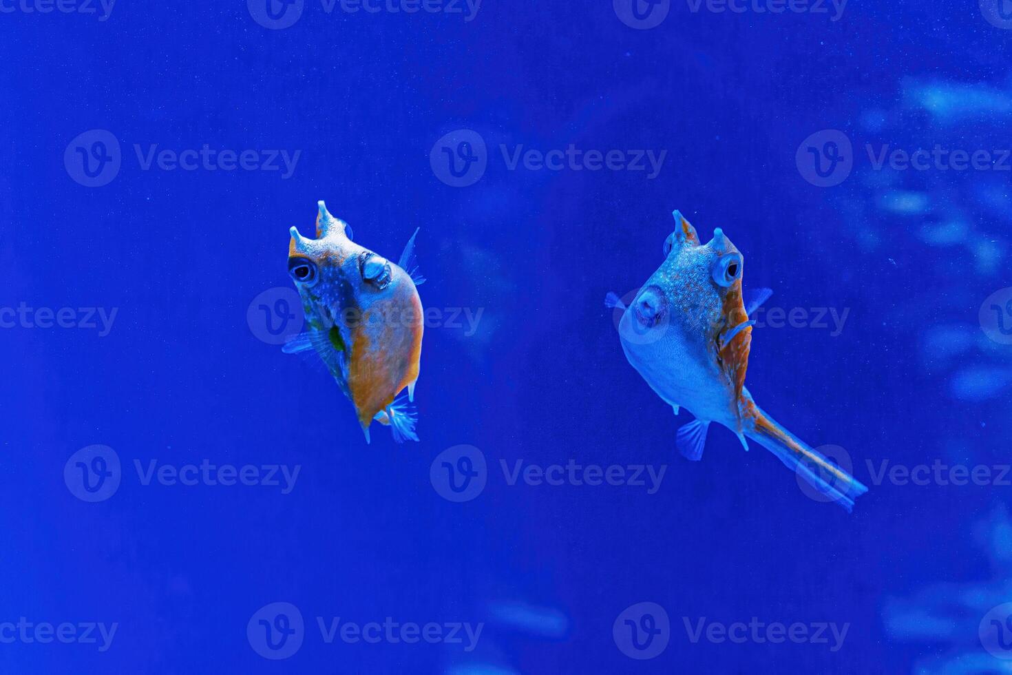 Underwater shot of fish Lactoria cornuta photo