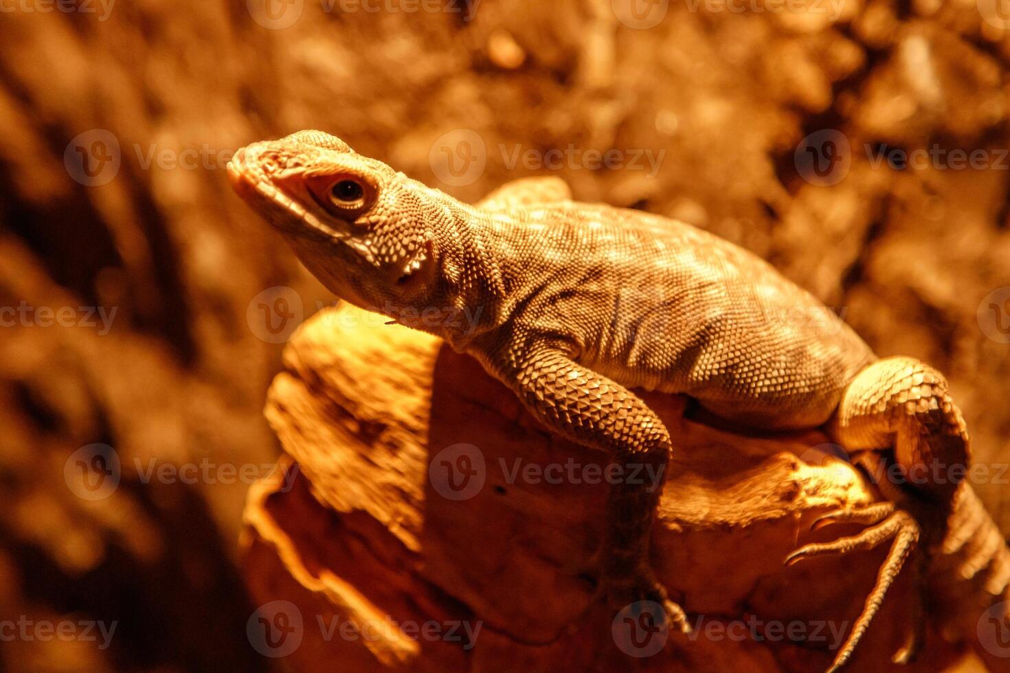 beautiful lizard Madagascar Swift on a branch photo