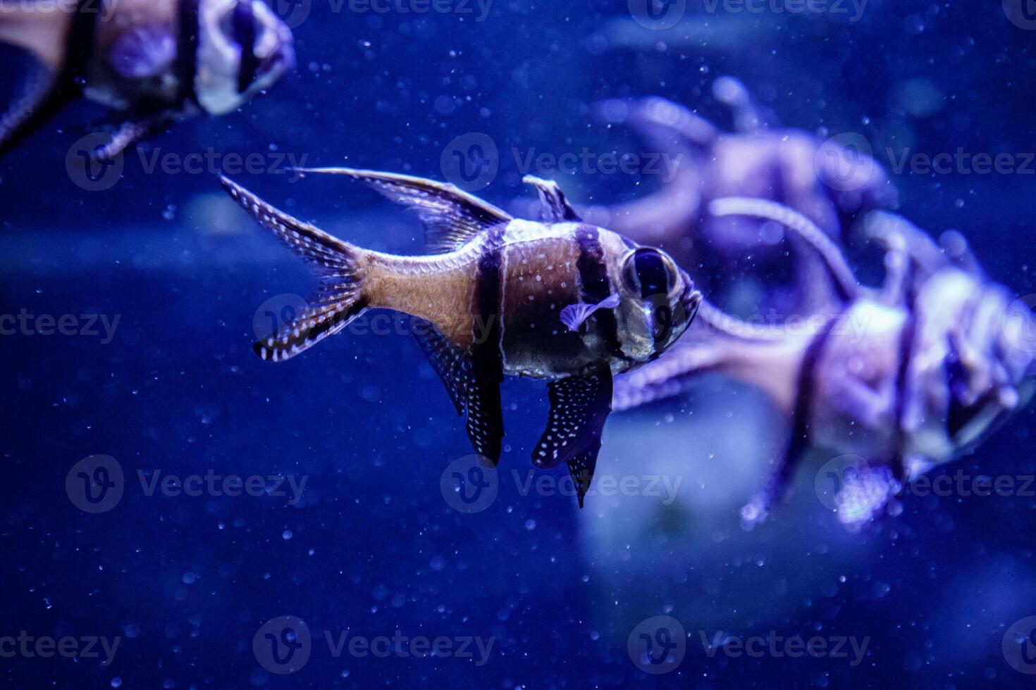 macro fish Pterapogon kauderni Apogonidae photo