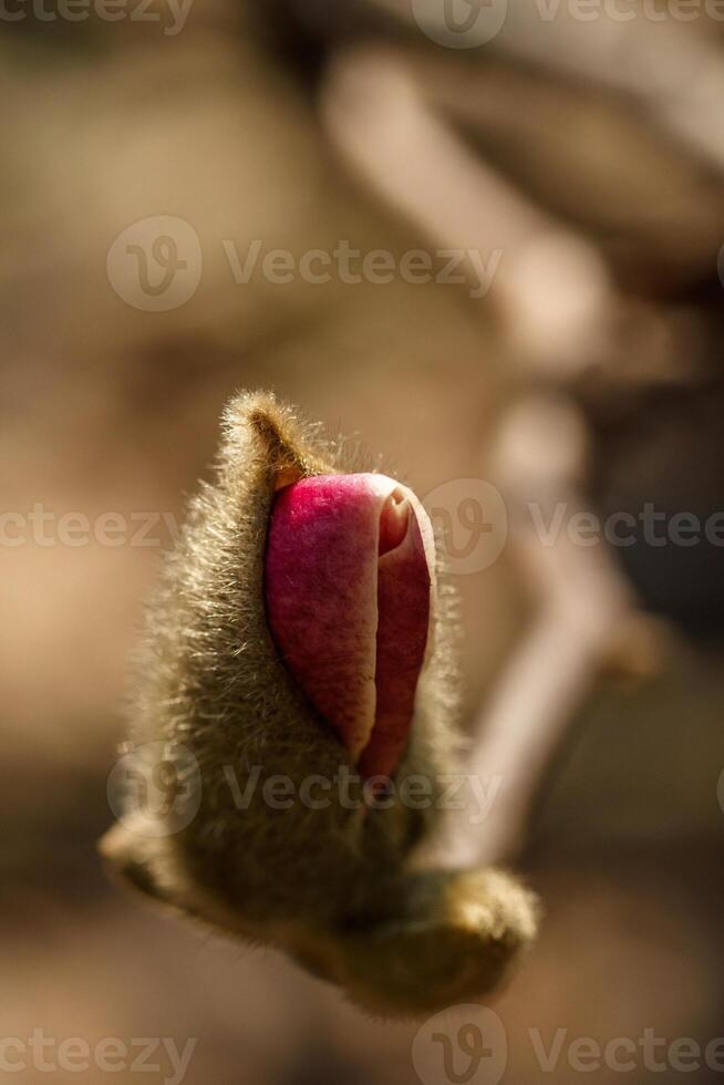 beautiful magnolia flowers with water droplets photo