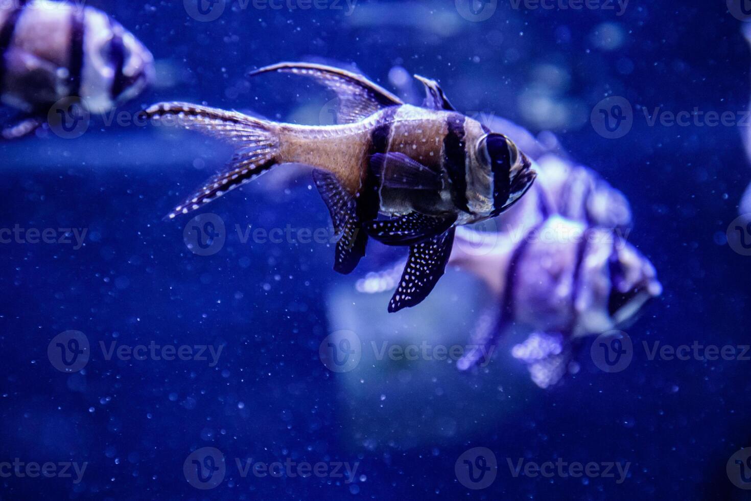 macro fish Pterapogon kauderni Apogonidae photo