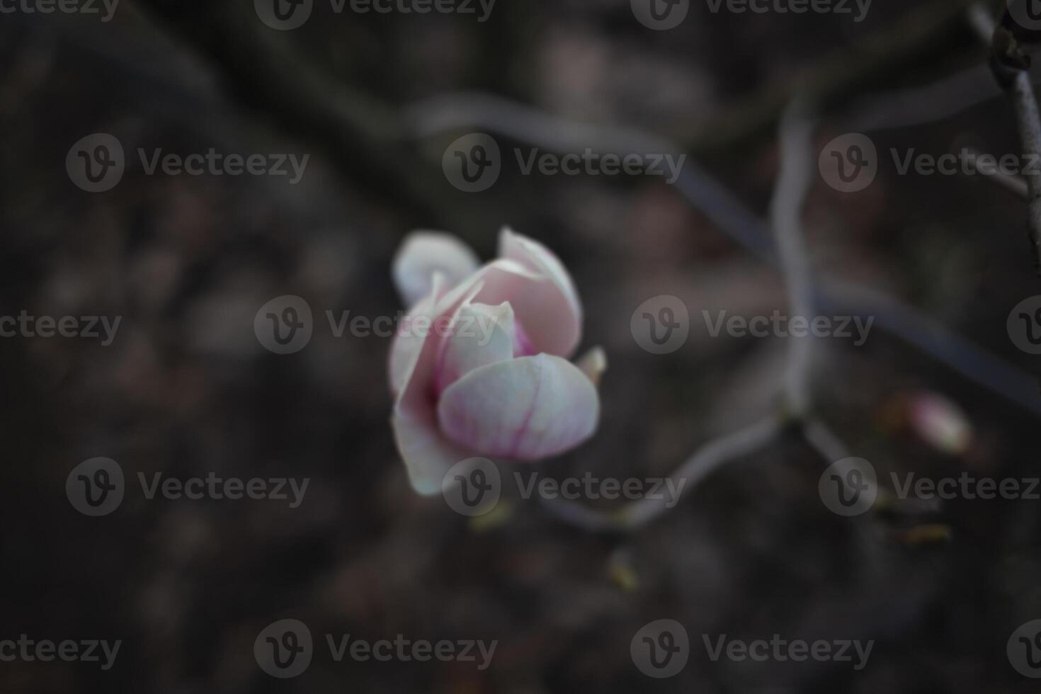 beautiful fresh blooming spring magnolia. selective focus, blur photo