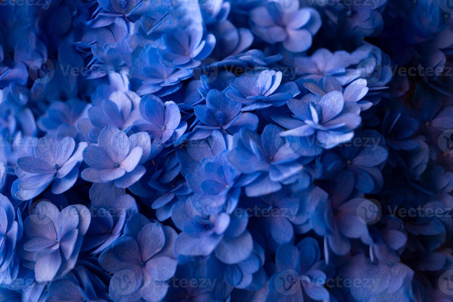 Close-up of vibrant blue hydrangea flowers, showcasing their delicate and beautiful petals photo