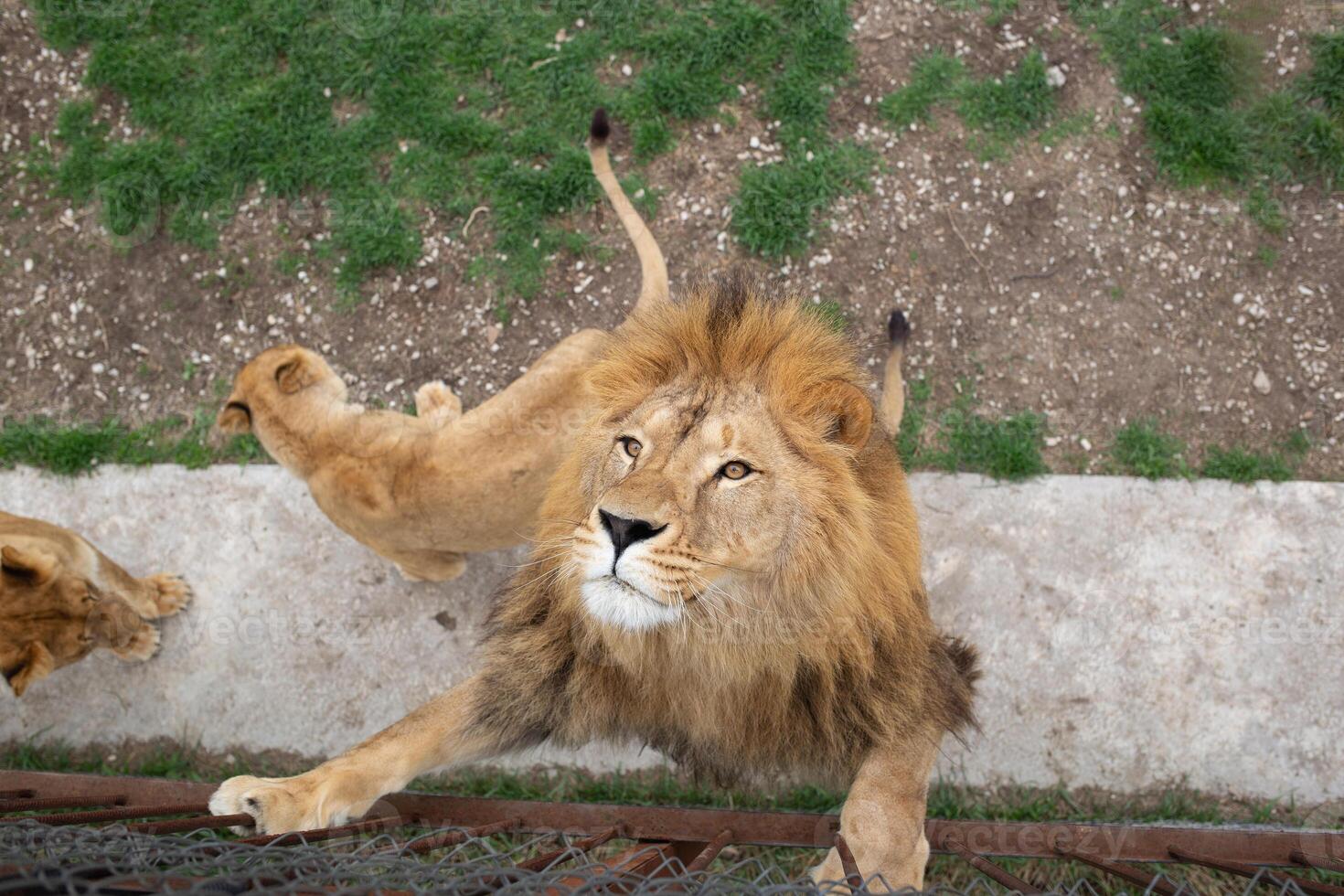 young beautiful lion catches meat in safari park photo