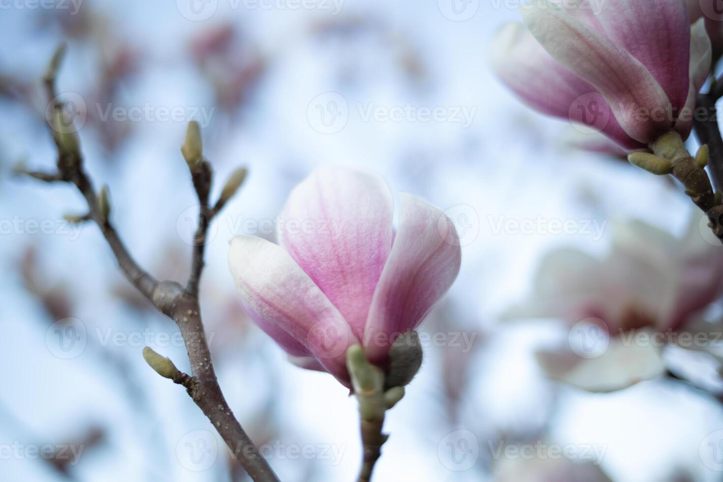beautiful fresh blooming spring magnolia. selective focus, blur photo