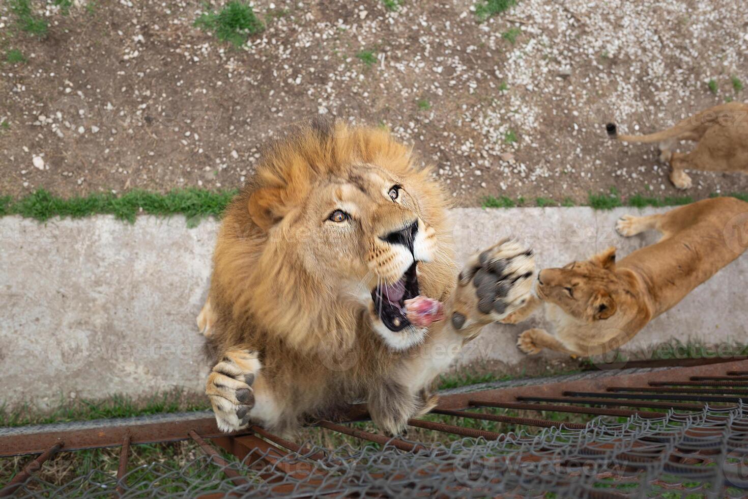 young beautiful lion catches meat in safari park photo
