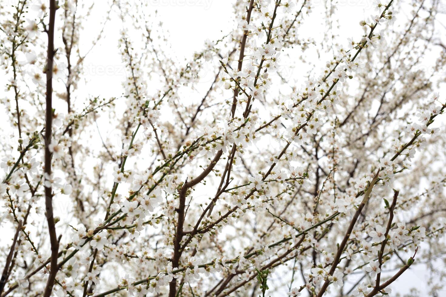 white delicate spring flowers on a large tree photo