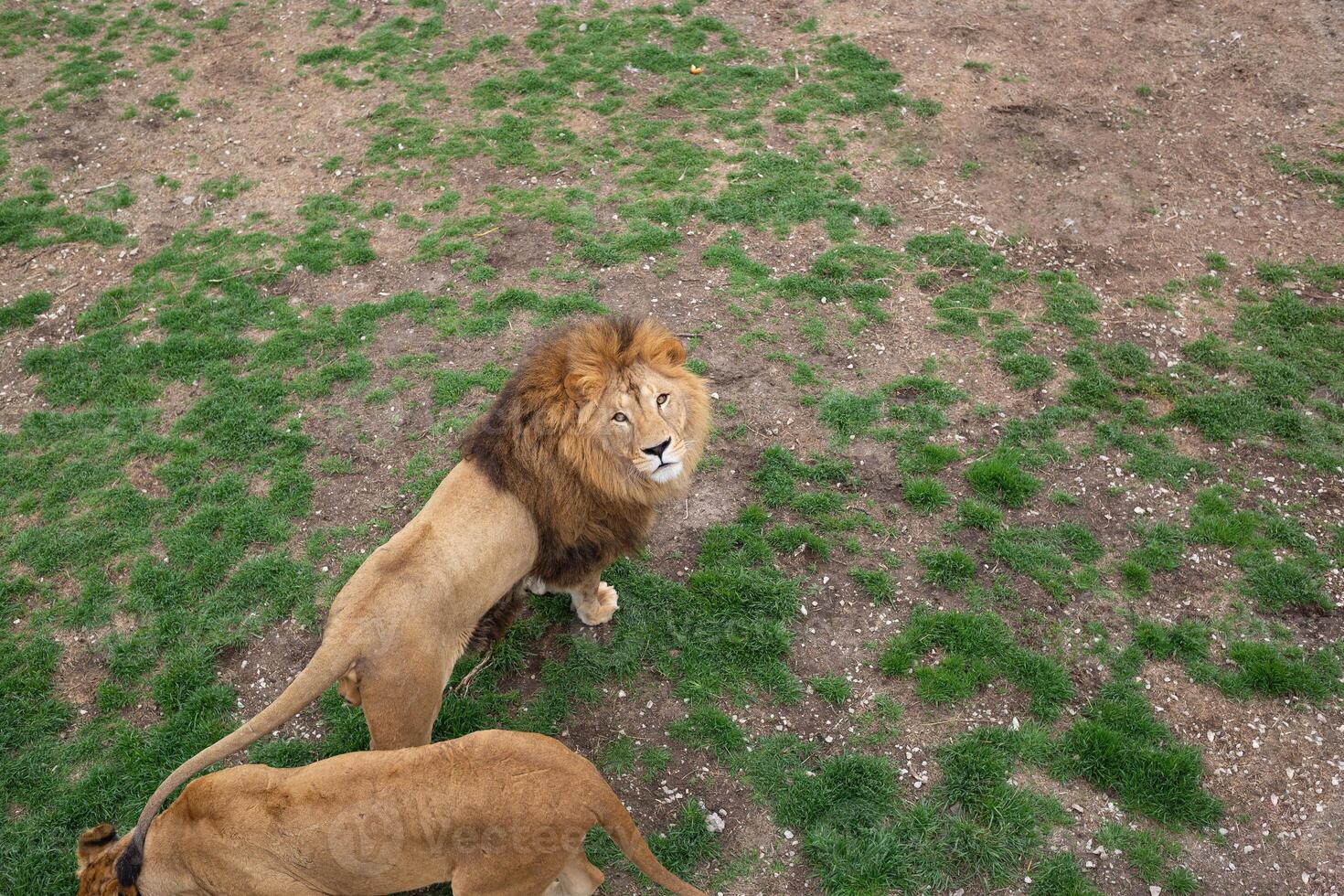 young beautiful lion catches meat in safari park photo