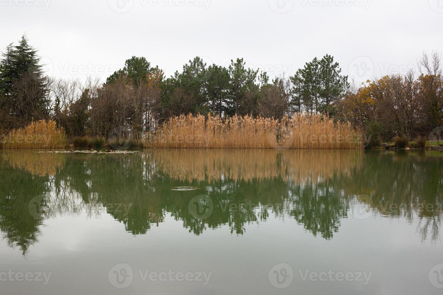 view of a mountain lake surrounded by bushes and trees in autumn photo