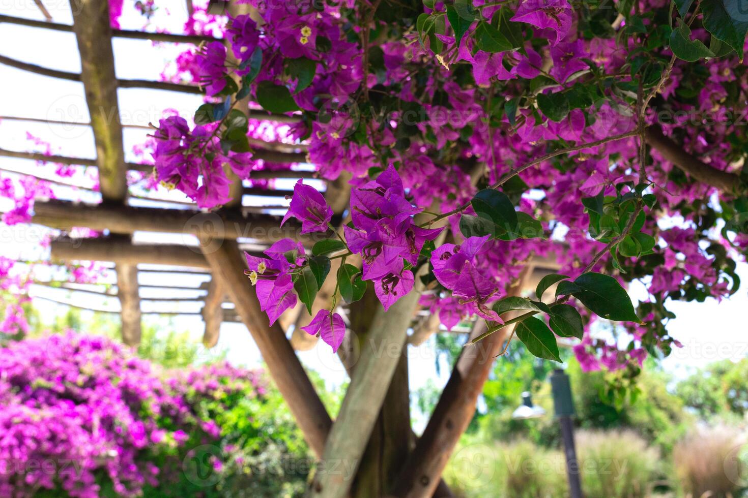 beautiful spring pink flowers surrounded by lush greenery photo