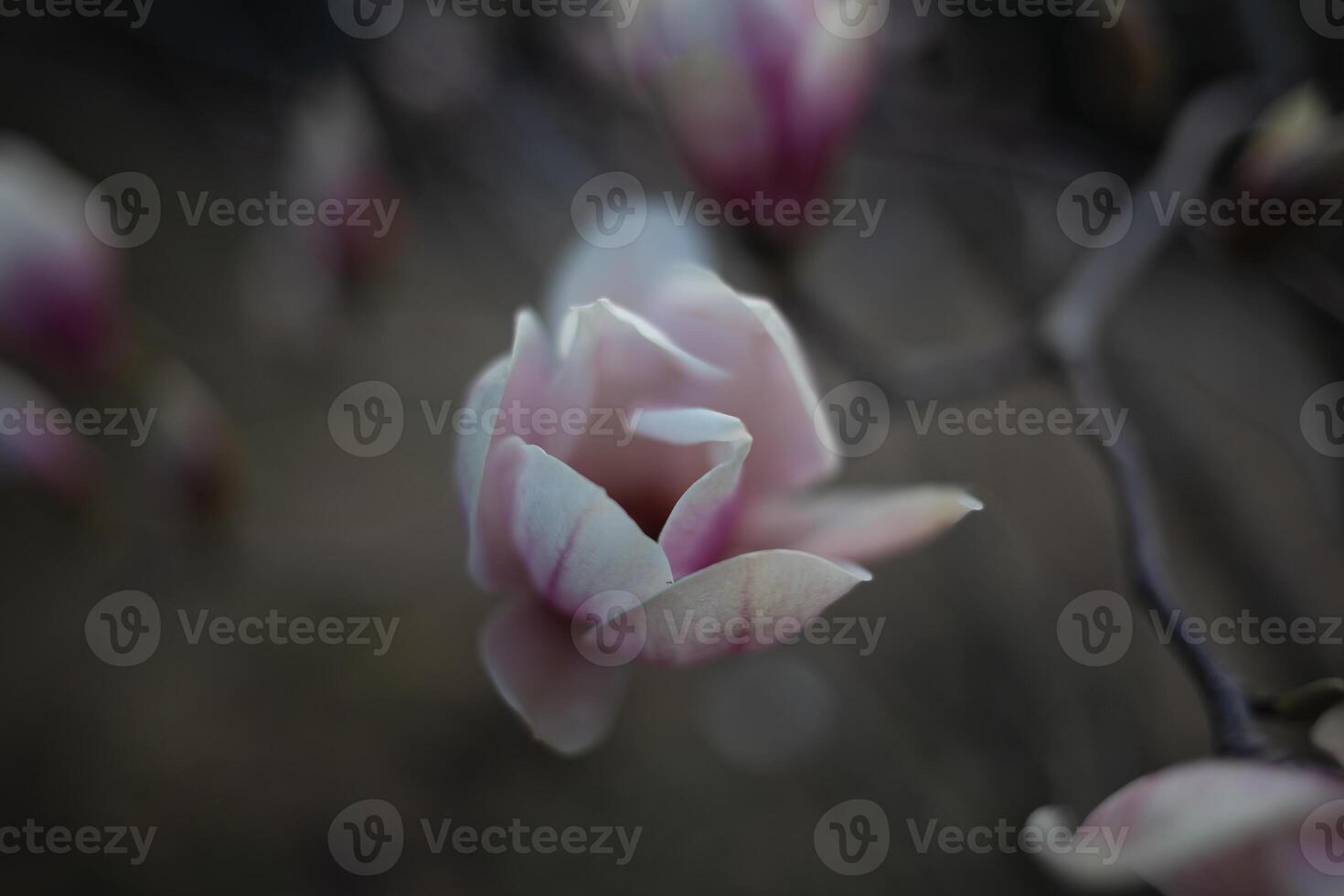 beautiful fresh blooming spring magnolia. selective focus, blur photo
