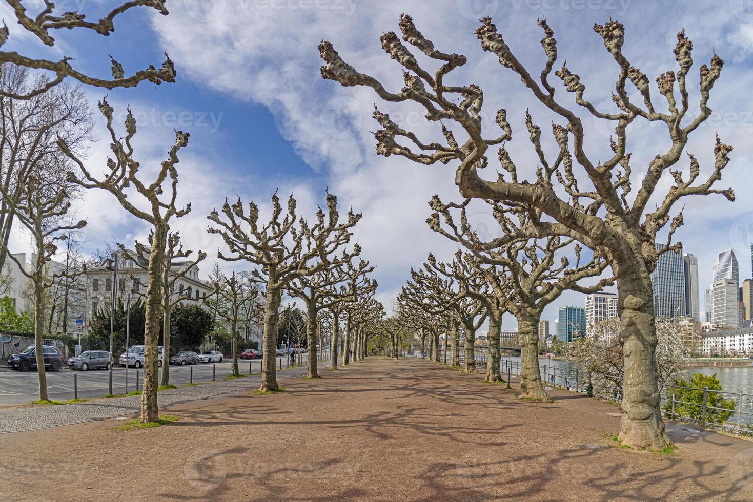 Picture of the Frankfurt skyline with avenue trees during the day i photo