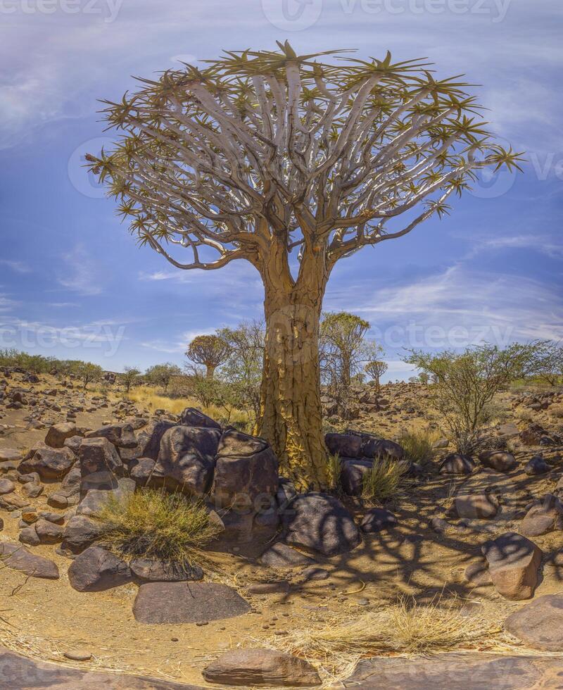 Panoramic picture of a quiver tree in the quiver tree forest near Keetmanshoop in southern Namibia photo