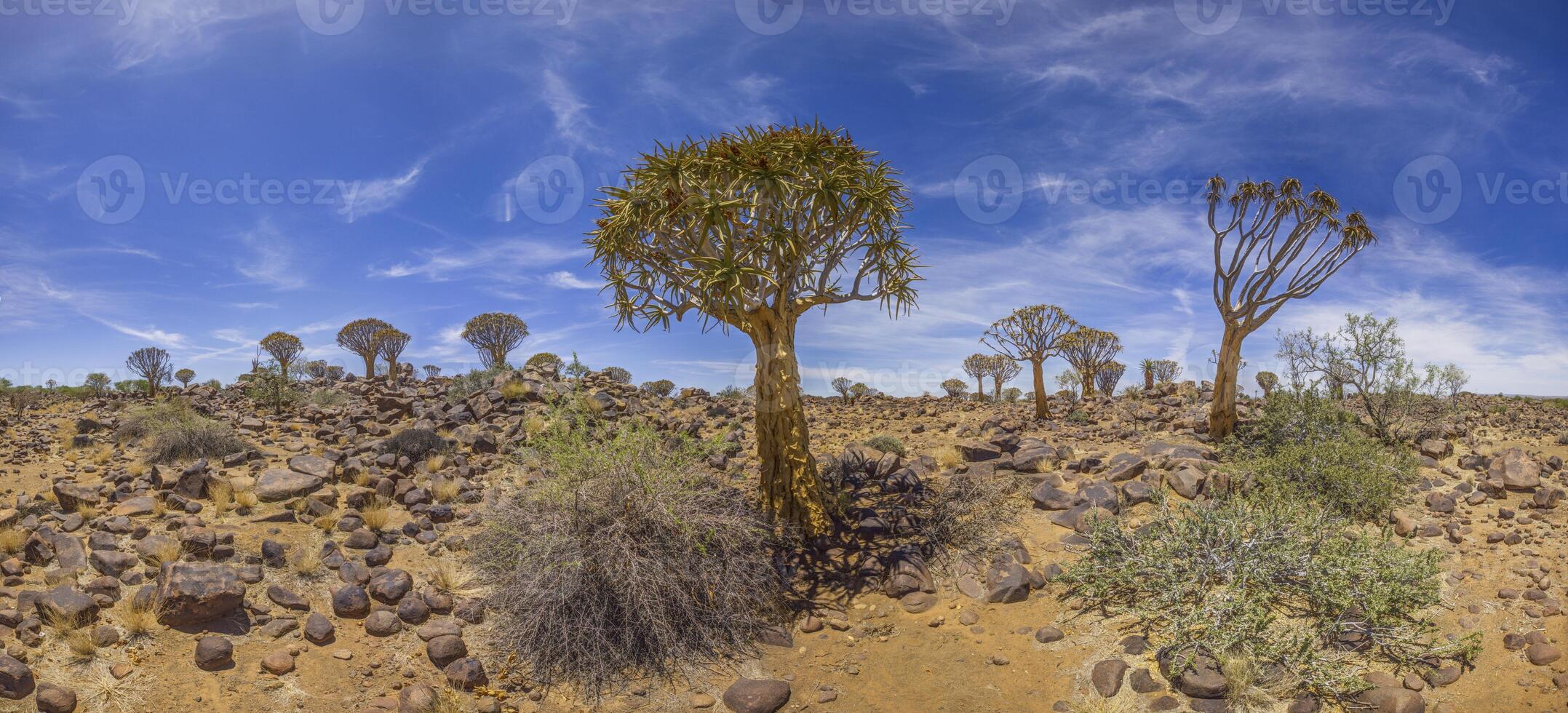 Panoramic picture of a quiver tree in the quiver tree forest near Keetmanshoop in southern Namibia photo