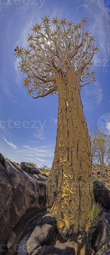 Panoramic picture of a quiver tree in the quiver tree forest near Keetmanshoop in southern Namibia photo