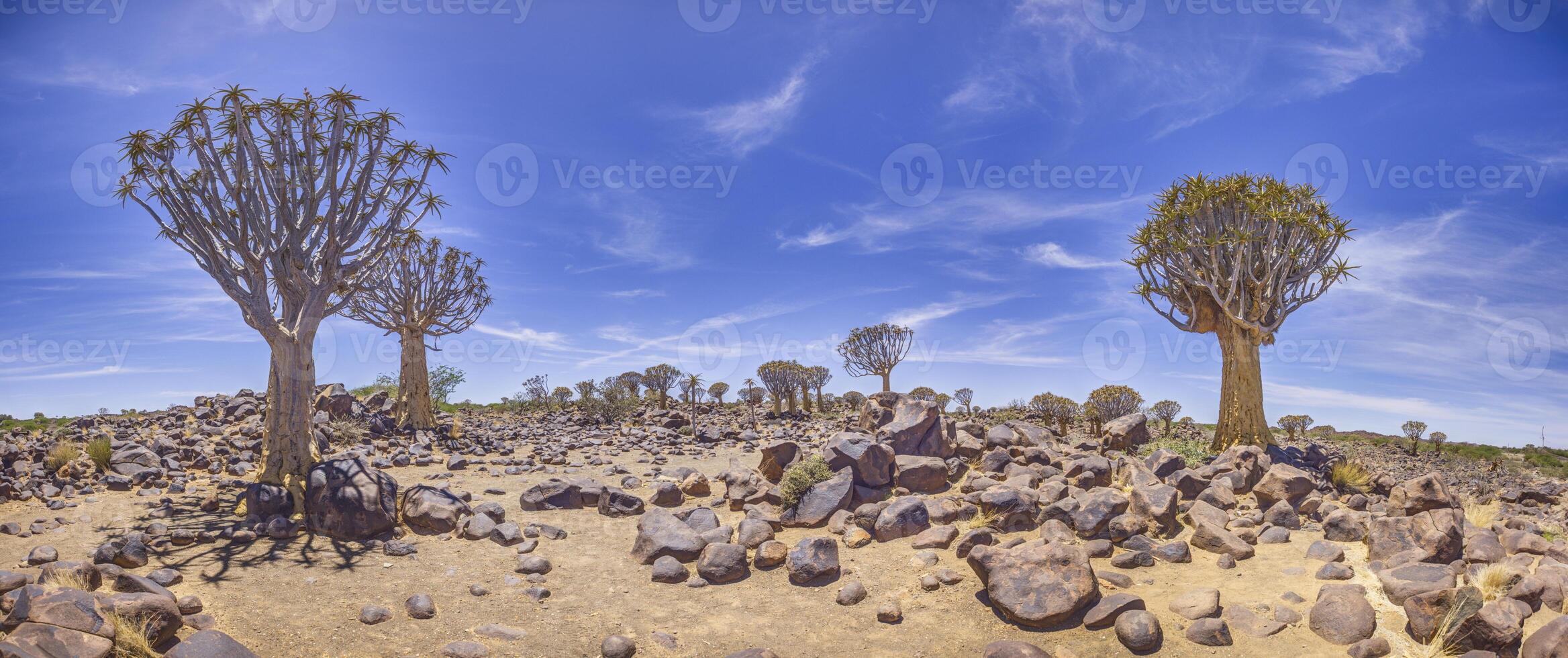 Panoramic picture of a quiver tree in the quiver tree forest near Keetmanshoop in southern Namibia photo