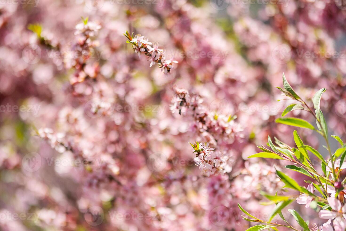 Pink tree flowers blooming in the springtime garden. photo