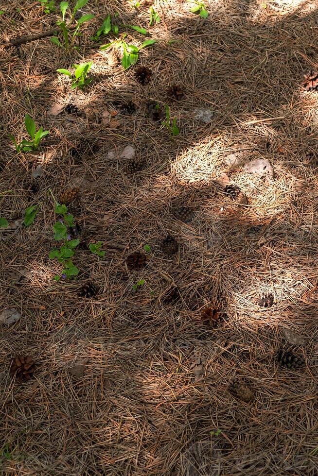 Pine cones and needles on the ground looking from above. photo