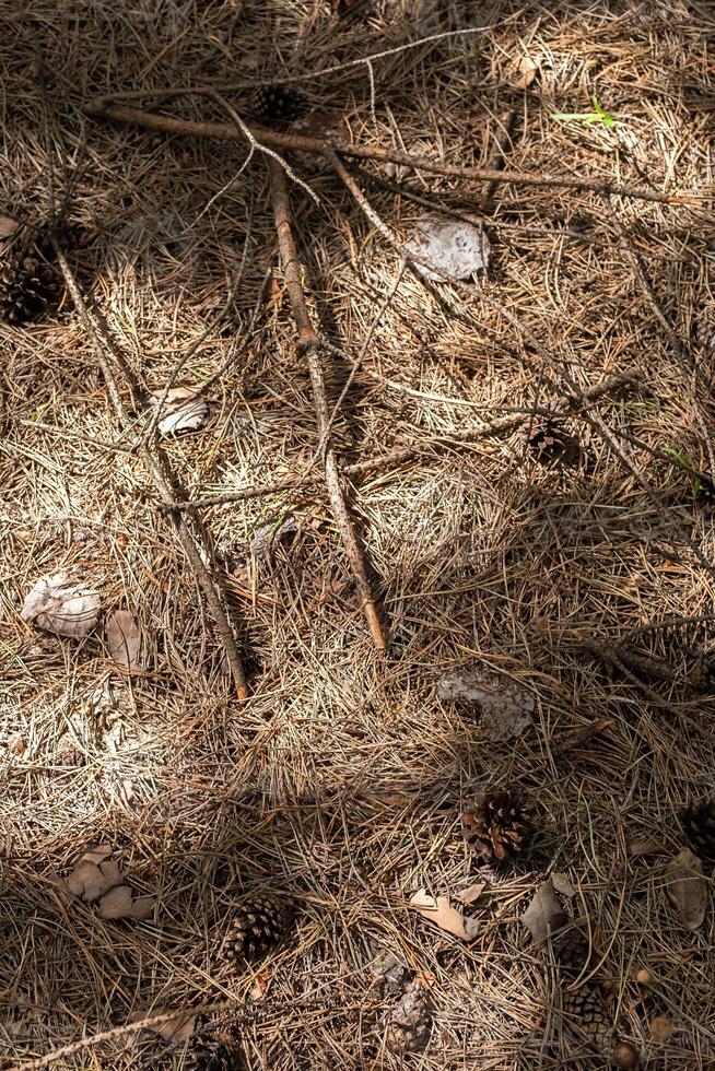 Pine cones and needles on the ground looking from above. photo