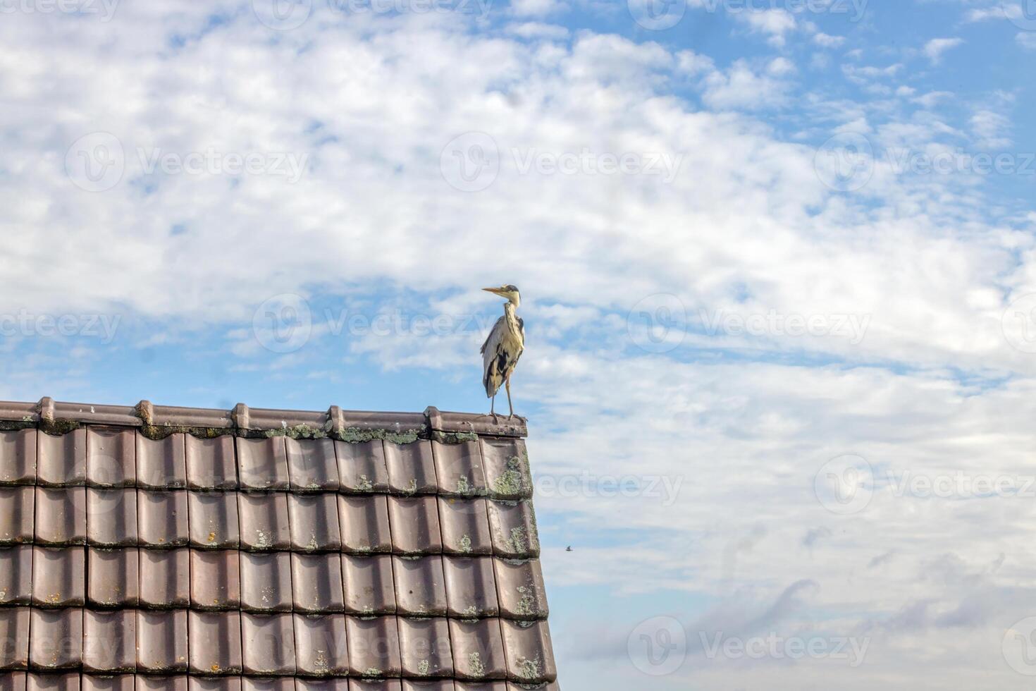 Portrait of a crane sitting on a roof photo