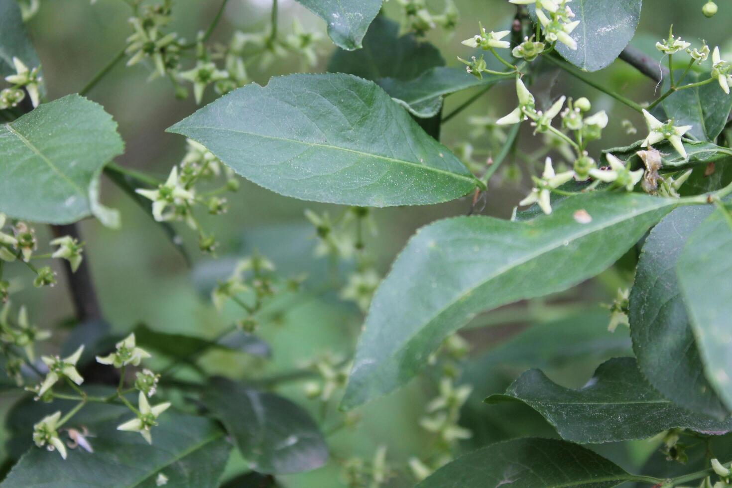 plant theme background photo