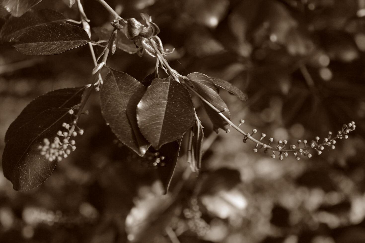 plant theme background photo