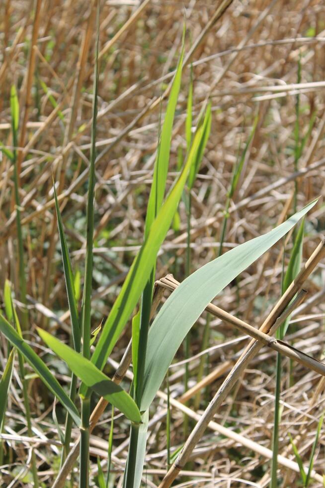 plant theme background photo