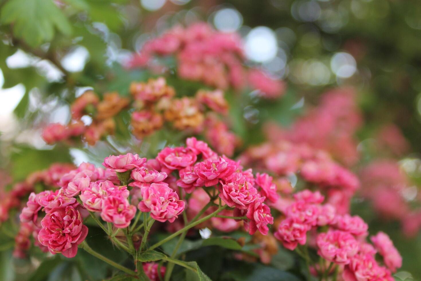 plant theme background photo