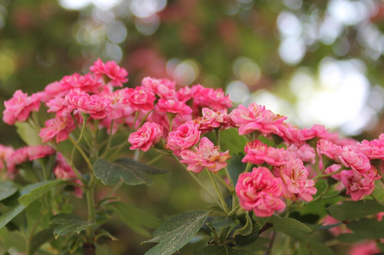 plant theme background photo