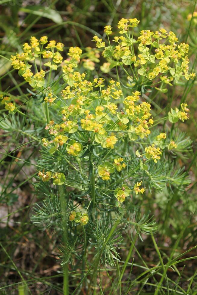 spring plant background photo