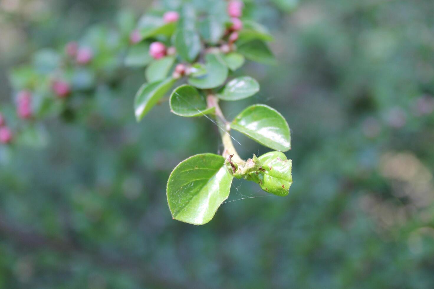plant theme background photo